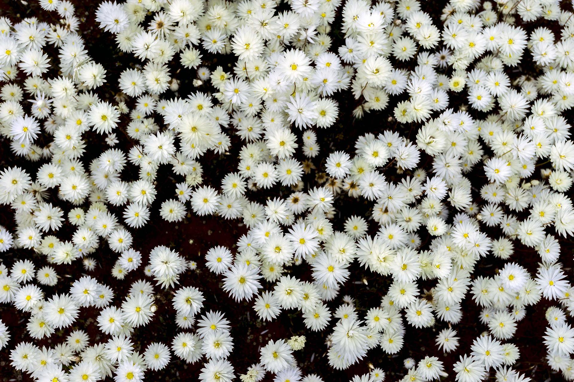 Picture: Everlastings