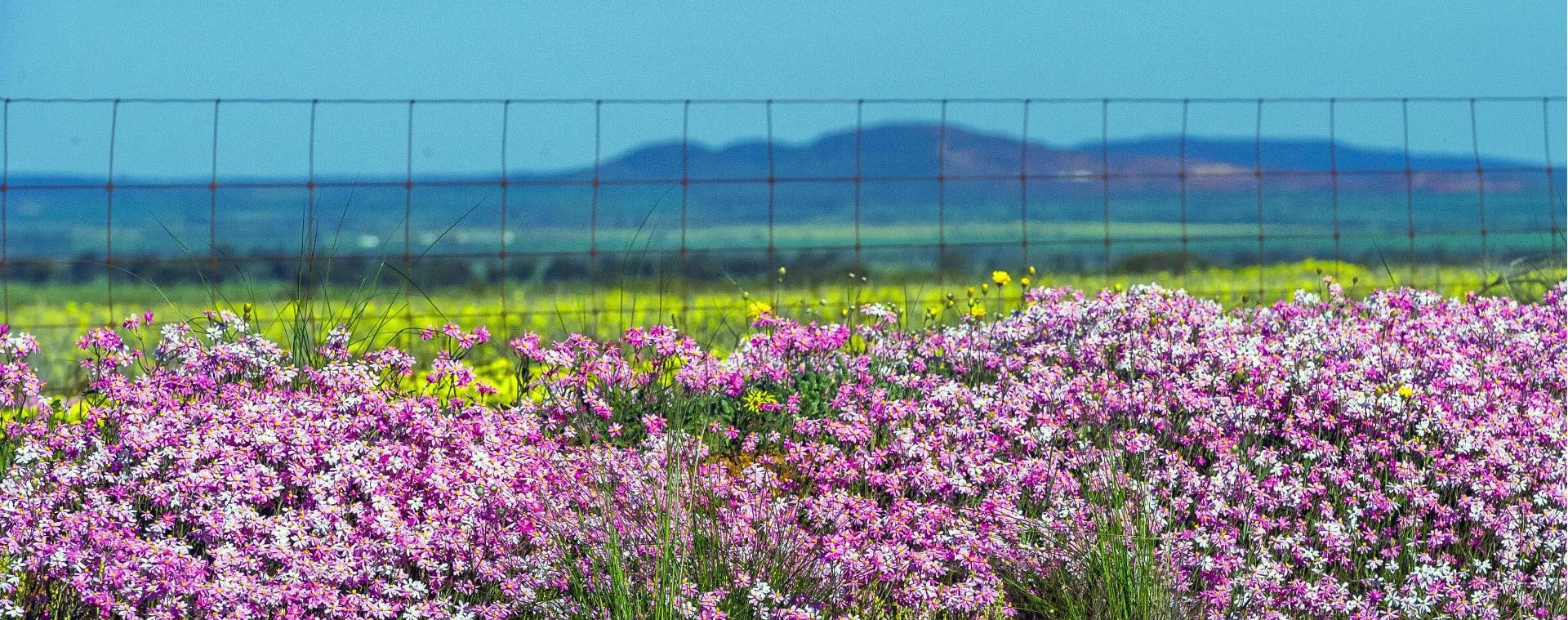 Picture: Wildflowers